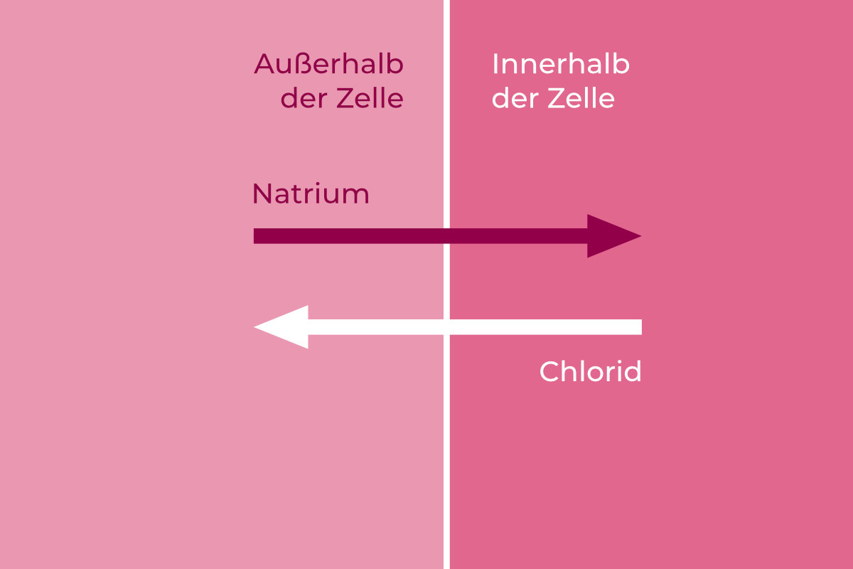 Darstellung von Natrium- und Chloridbewegung innerhalb und außerhalb einer Zelle.